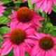 Echinacea Benefits and Side Effects