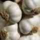 The Many Benefits of the Garlic