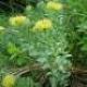 Types and Uses of the Herb Rhodiola